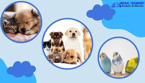 Best Pet Transport in Jaipur