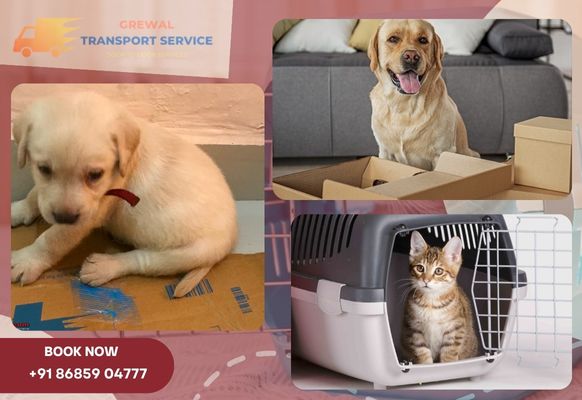 Pet Shifting Service India